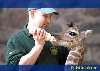 Imagem Curiosa: Girafa Bebê Mamando em Mamadeira