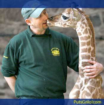 Girafa Bebê Beijando