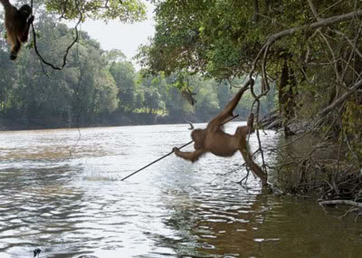 Macacos me Mordam