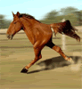 Gavagalinha - Cavalo com Galinha