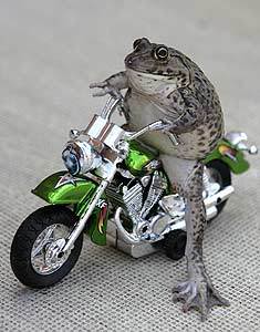 Sapinho Motoqueiro e Dançarino