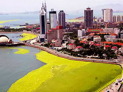 Olimpíadas Pequim 2008: Algas ameaçam Jogos Olímpicos da China