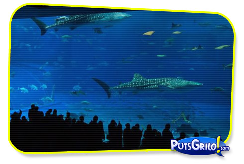 Incrível: O Segundo Maior Aquário do Mundo