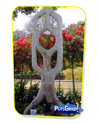 Jardinagem: Você Conhece a Arboescultura?