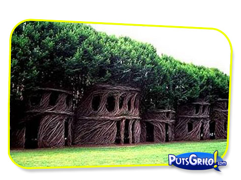 Jardinagem: Você Conhece a Arboescultura?