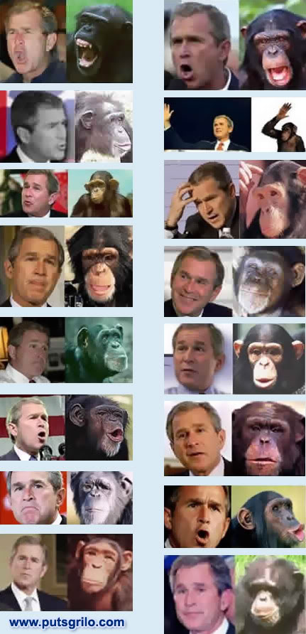 Bush Macaco