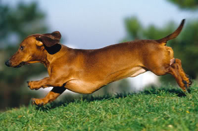 Cofap: Cachorro Dachshund é o Mais Feroz do Mundo