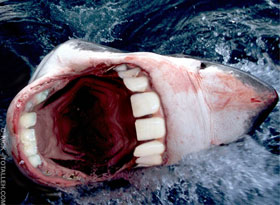 Tubarão Dentado: Super Dentes!