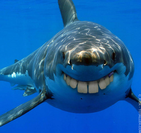 Tubarão Dentado: Super Dentes!