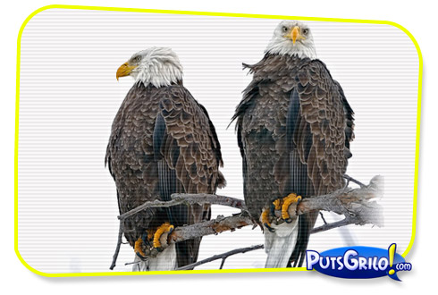 Fotos e Montagens Mais Inusitadas