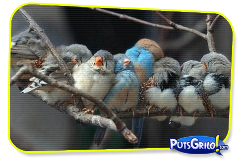 Fotos e Montagens Mais Inusitadas