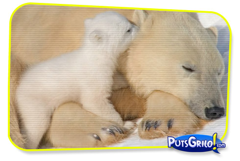 Fotos e Montagens Mais Inusitadas