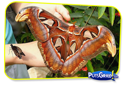 Fotos Montagens Inusitadas Mariposa