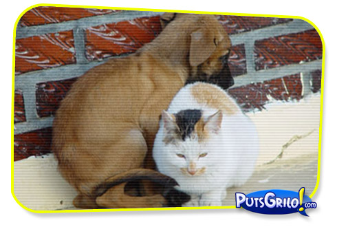 Fotos e Montagens Mais Inusitadas