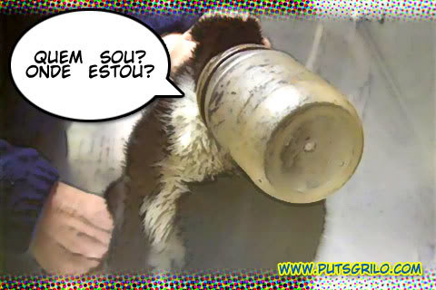 Curiosidades: Veja Foto de Gato com Cabeça de Vidro