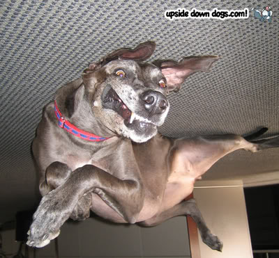 Blogs: Upside Down Dogs / Cachorros de Ponta Cabeça