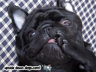 Blogs: Upside Down Dogs / Cachorros de Ponta Cabeça