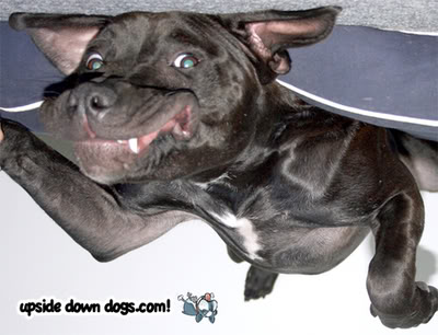 Blogs: Upside Down Dogs / Cachorros de Ponta Cabeça