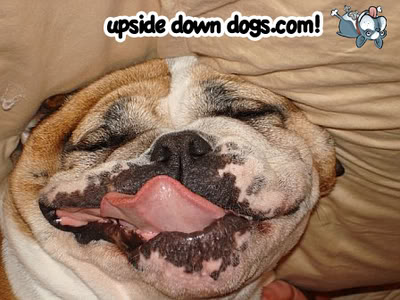 Blogs: Upside Down Dogs / Cachorros de Ponta Cabeça