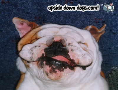 Blogs: Upside Down Dogs / Cachorros de Ponta Cabeça