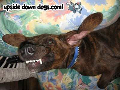 Blogs: Upside Down Dogs / Cachorros de Ponta Cabeça