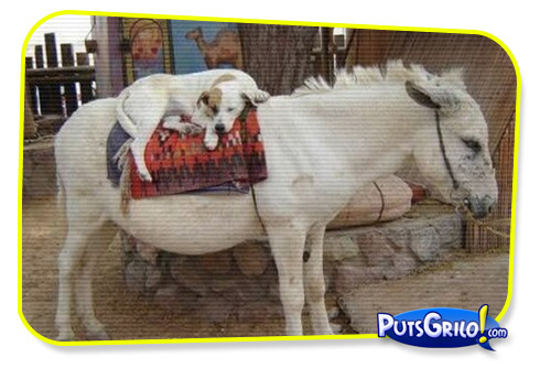 Momento Preguiça Animal