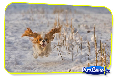 Fotos Engraçadas de Cachorros