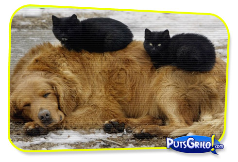 Momento Preguiça Animal