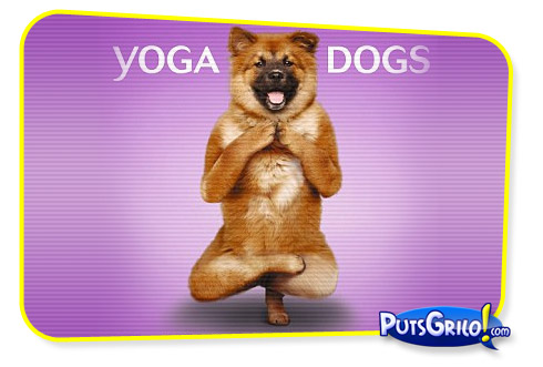 YogaDog: O Calendário de Cães Fazendo Yoga