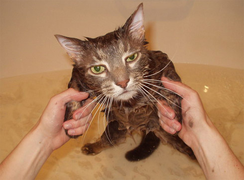 gata-molhada-3