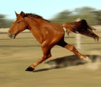 melhoresimagensgif7