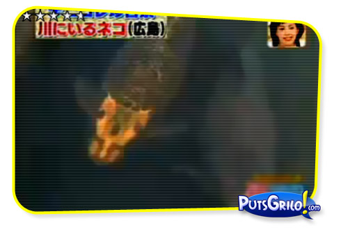 Você conhece o Peixe com Cabeça de Gato?