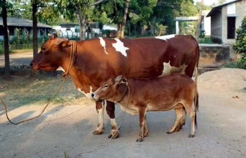 Os Menores Animais do Mundo