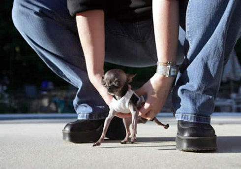 Os Menores Animais do Mundo