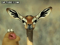 Gif