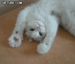 Gif