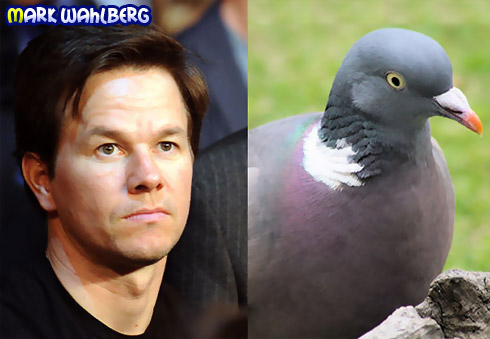 Mark Wahlberg Mark Wahlberg