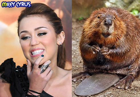 Miley Cyrus Miley Cyrus