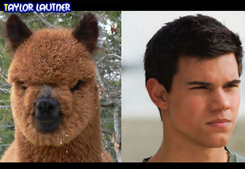 Taylor Lautner Taylor Lautner