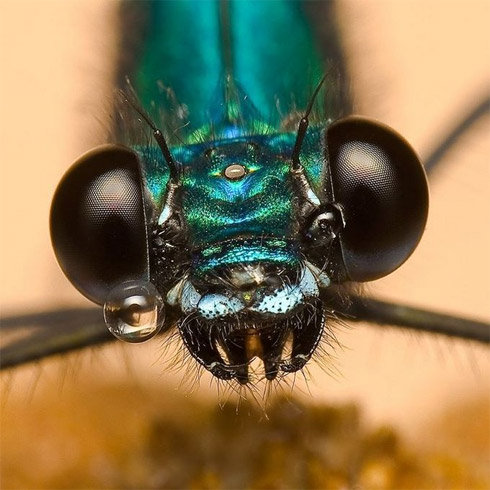 fotos, animais, insetos, macro, fotografia