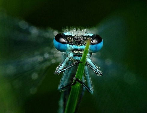 fotos, animais, insetos, macro, fotografia