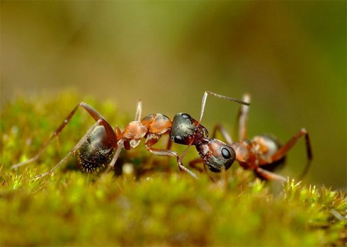 fotos, animais, insetos, macro, fotografia
