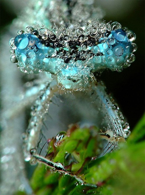 fotos, animais, insetos, macro, fotografia
