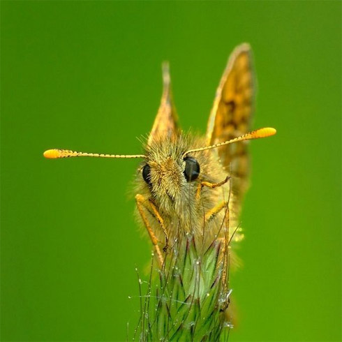 fotos, animais, insetos, macro, fotografia
