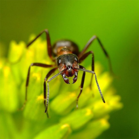 fotos, animais, insetos, macro, fotografia