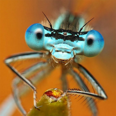 fotos, animais, insetos, macro, fotografia