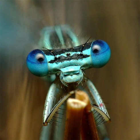 fotos, animais, insetos, macro, fotografia