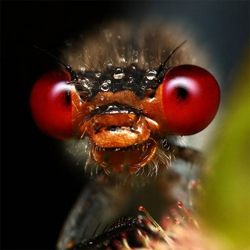 fotos, animais, insetos, macro, fotografia