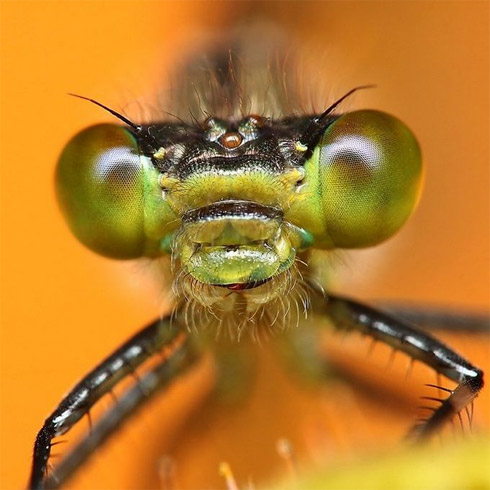 fotos, animais, insetos, macro, fotografia
