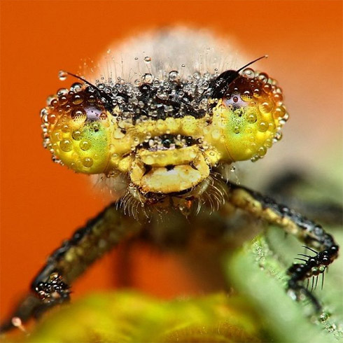 fotos, animais, insetos, macro, fotografia